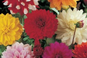 Kolekce dekoračních jiřin